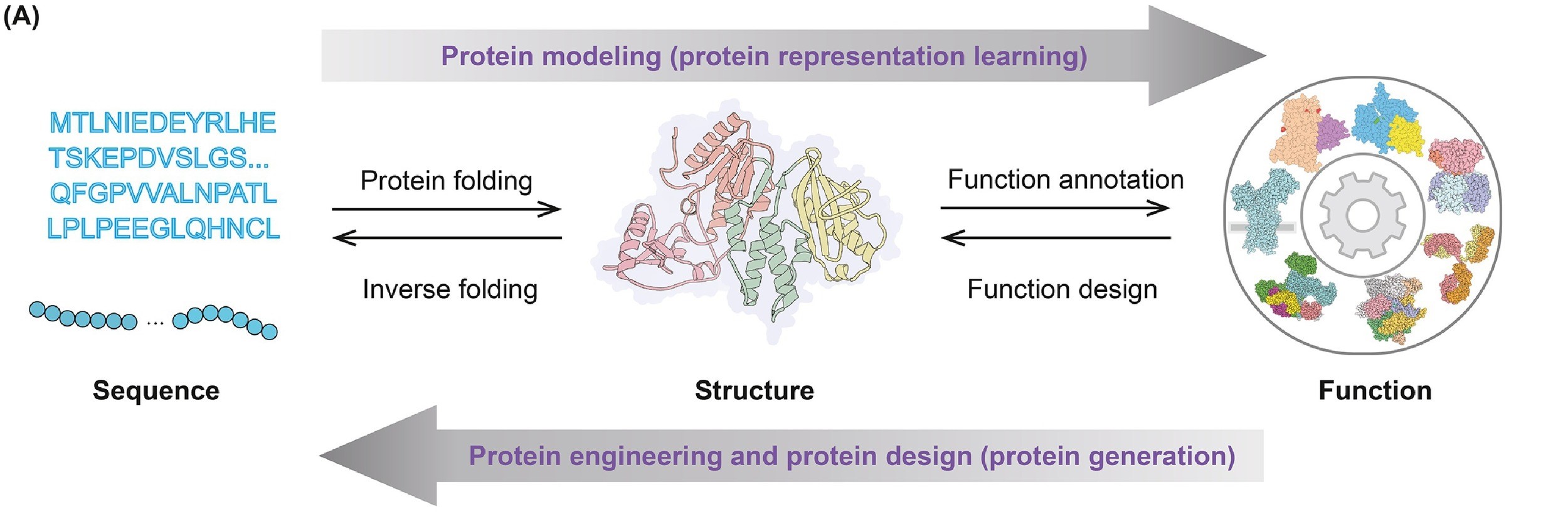 Protein paradigm