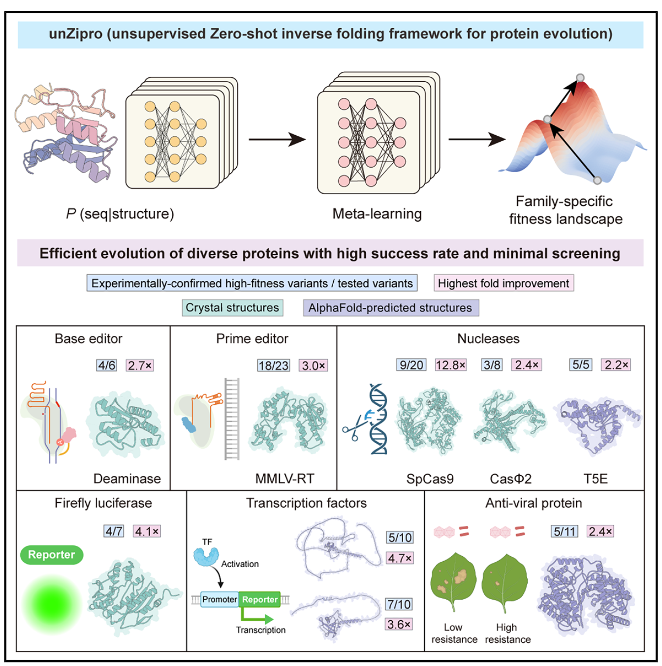 ZLab develops unZipro, an AI-driven strategy for efficient protein evolution