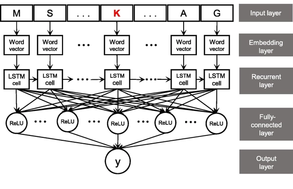 Integration of A Deep Learning Classifier with A Random Forest Approach for Predicting Malonylation Sites